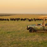 Safari - Mara Plains Camp - Great Plains Conservation
