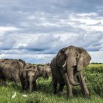DubaExplorers-ElephantHerd
