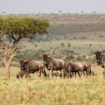 Safari - Mara Nyika Camp - Great Plains Conservation
