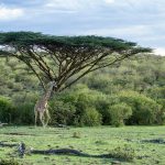 Safari - Mara Nyika Camp - Great Plains Conservation
