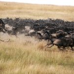 Safari - Mara Plains Camp - Great Plains Conservation