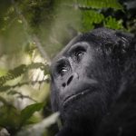 Safari - Sanctuary Gorilla Forest Camp - Sanctuary Retreats