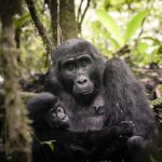 Safari - Sanctuary Gorilla Forest Camp - Sanctuary Retreats