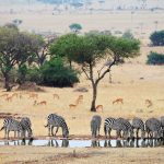 Safari - Grumeti Reserve - Singita