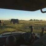 ZarafaDhowSuites-Safari-Experience-GreatPlainsConservation-14