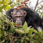 Chimpansee in regenwoud - Rubondo Island Camp - Asilia Camps & Lodges
