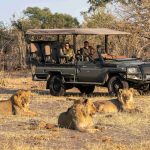 Jeepsafari leeuwen - Savuti Camp