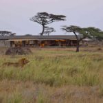 Leeuw voor tent - Namiri Plains - Asilia Camps & Lodges