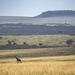 Masai Mara - Rekero Camp - Asilia Camps & Lodges