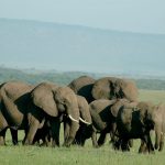 Olifanten - Mara Intrepids