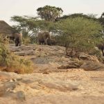 Olifanten bij lodge - Saruni Rhino