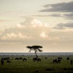 Omgeving-Sanctuary-Kichakani-Serengeti-Camp