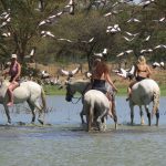 Rijden door rivier - Offbeat Mara Camp