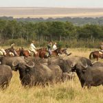 Rijden tussen buffels - Offbeat Mara Camp