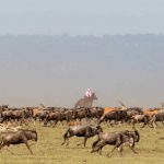 Rijden tussen wildebeest migratie - Offbeat Mara Camp