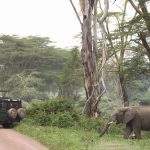 Safari - Ngorongoro Crater Lodge - AndBeyond