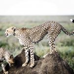 Safari-Sanctuary-Kichakani-Serengeti-Camp