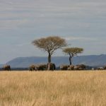 Safari - Saruni Wild