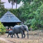 Safari in tuin - Katavi Bush Lodge - Mbali Mbali.jpg