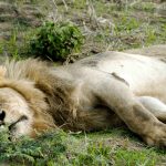 Safari leeuwen - Katavi Bush Lodge - Mbali Mbali.jpg