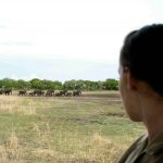 Safari olifanten - Katavi Bush Lodge - Mbali Mbali.jpg