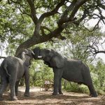 Safari-olifanten-Sanctuary-Baines-Camp