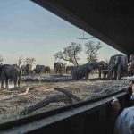 Safari olifanten - Savuti Camp