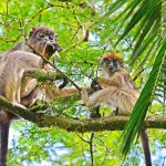 Apen - Primate Lodge Kibale