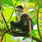 Apen in omgeving - Primate Lodge Kibale