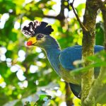 Birdlife - Primate Lodge Kibale