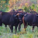 Buffels - Popa Falls Resort