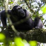 Chimpansee - Primate Lodge Kibale