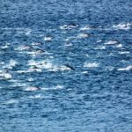 Dolfijnen en walvissen - Misty Waves Boutique Hotel