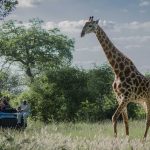 Jeep Safari Giraffe - Sabi Sabi Bush Lodge