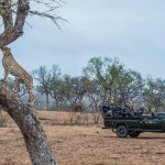 Jeep Safari Luipaard - Sabi Sabi Bush Lodge