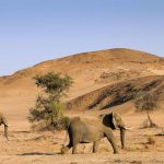 Kudde olifanten in de woestijn - Twyfelfontein Country Lodge