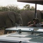 Olifanten tijdens safari - Amakhala Woodbury Lodge