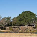 Olifanten voor waterpoel - Sabi Sabi Bush Lodge