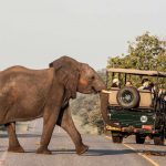 Op weg naar het park - Chobe Safari Lodge