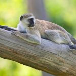 Primaten - Popa Falls Resort