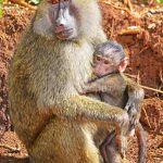 Primaten - Primate Lodge Kibale