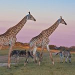 Safari Giraffen - Arathusa Safari Lodge