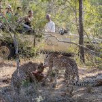 Safari Luipaarden - Arathusa Safari Lodge