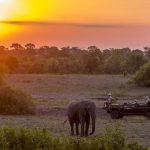 Safari Zonsondergang met Olifanten - Sabi Sabi Bush Lodge