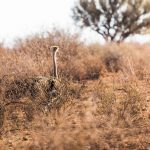 Struisvogels tijdens safari - Kalahari Anib Lodge