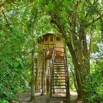 Tree House - Primate Lodge Kibale