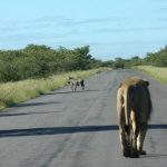 Wild op de weg - Mokitu Etosha Park