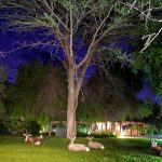Wilde dieren in tuin lodge - Mokitu Etosha Park