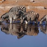 Zebra's tijdens safari - Mokitu Etosha Park
