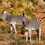 Zebra's tijdens safari - Zuurberg Mountain Village